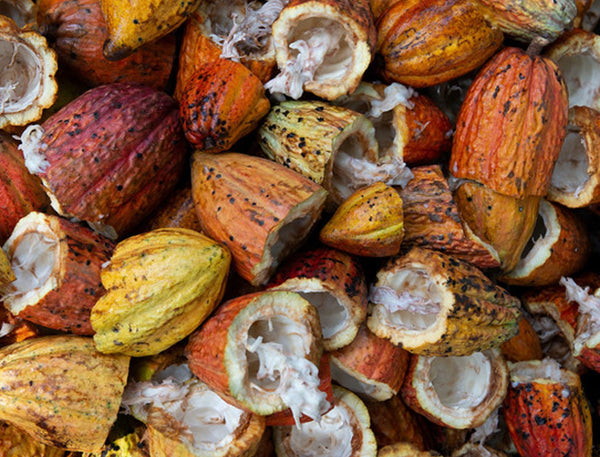 Cacao History