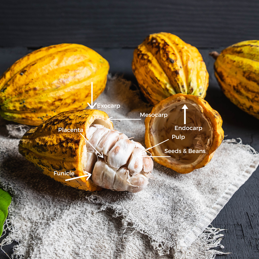 Cacao and dark chocolate ingredients